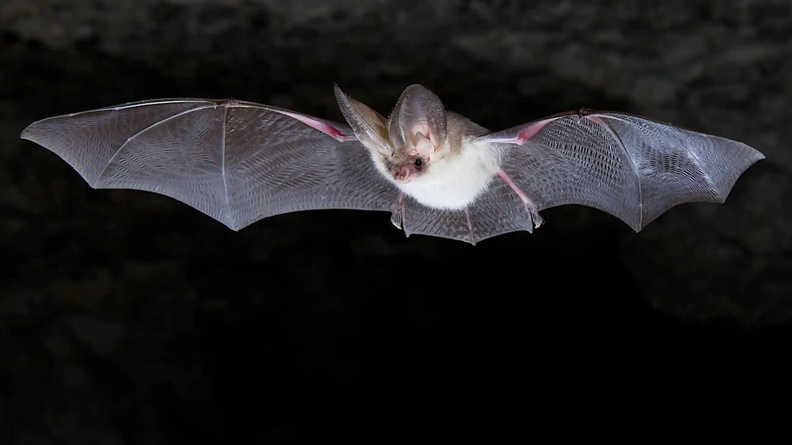 Bat by Daniel Whitby
